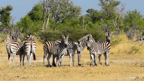 Zebra herd looking at the camera while being in a protective circle surrounding the baby