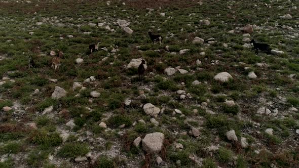 Goats Animal in Mountains