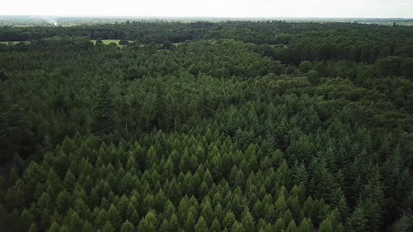 Bird eye view of the woods in Slough, UK | AMAZING