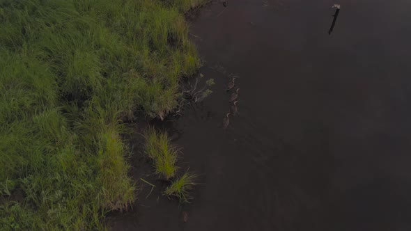 Female mallard and three young ducks swimming along river together tracking aerial