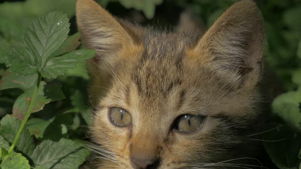 Kitten hiding in the garden   4K 3840X2160 UHD video - Outdoor cat  playing 4K 2160p UHD footage