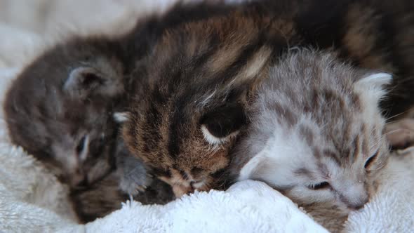 Close Up View of Three Little Kittens Recently Born Sleep Together in a Basket