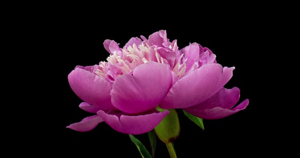 Timelapse of Pink Peony Flower Blooming on Black Background. Blooming Peony Flower Open, Close-up