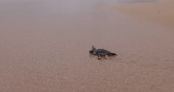 newborn turtle with seconds of life-  4K - shot on canon R5