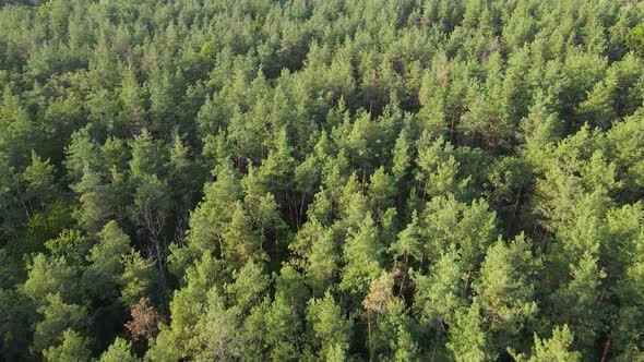 Aerial View of Trees in the Forest