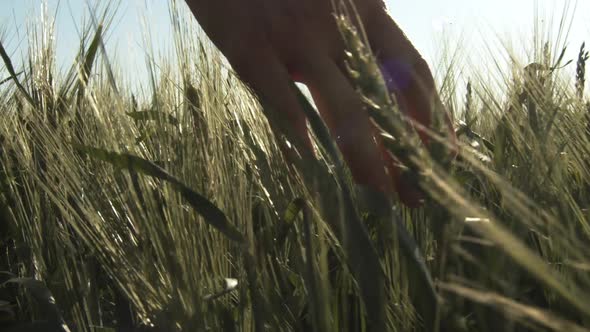 Close-up of a Female Hand Touching Wheat Ears in a Field