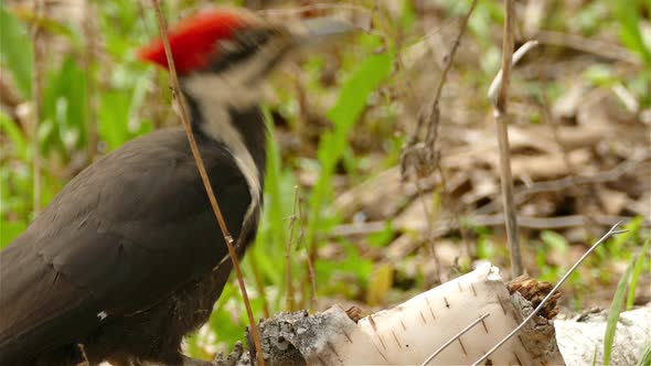 A large bird pileated woodpecker drilling in a tree branch.