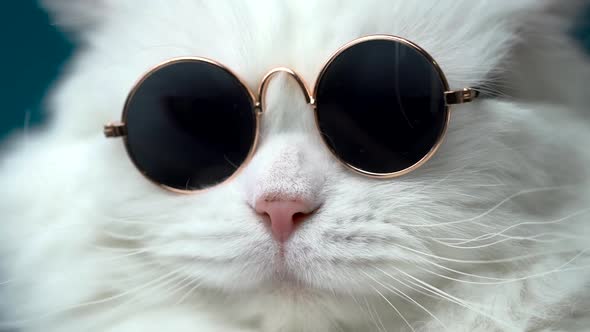 Portrait of Highland Straight Fluffy Cat with Long Hair and Round Sunglasses. Fashion, Style, Cool