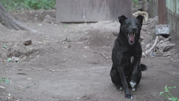 A black dog sits at his kennel on a metal chain