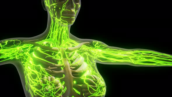 Science Anatomy of Human Blood Vessels alt