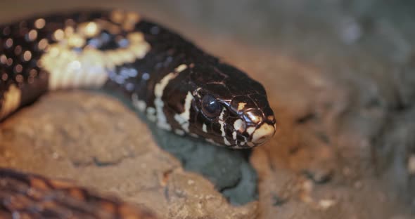 Spilotes Pullatus, Commonly Known As the Caninana,chicken Snake,yellow Rat Snake