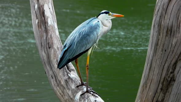 A bird sitting calm in a tree branch at backside of flowing water.