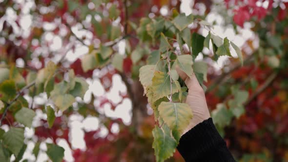 Hand Touching Leaves