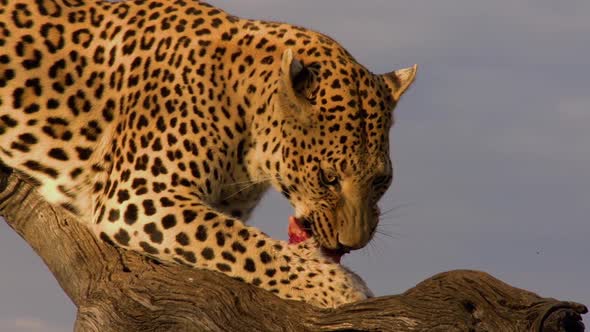 Leopard Feeding In Africa