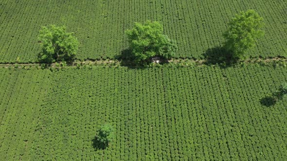 Aerial view of a countryside field, Dhaka, Bangladesh.