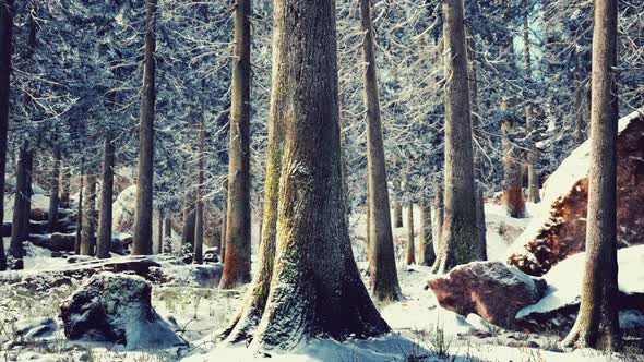 Winter Calm Forest at Sunny Day