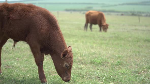 Young Brown Calf Graze on the Field. Focus Shift To Another Cow on the Background. Sunny Spring Day