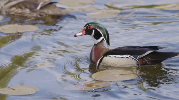 Duck Swimming in Water