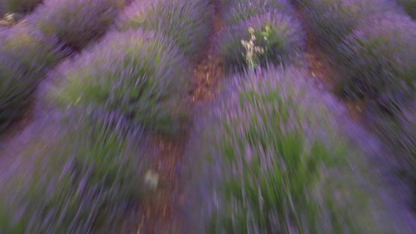 Lavender field agriculture cultivation in Valensole Provence, France aerial view