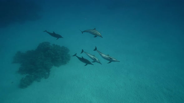 Dolphins Playing in the Blue Water of Red Sea