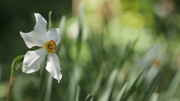 Shallow DOF Narcissus poeticus beautiful garden flower  4K 2160p 30fps UltraHD footage - White and y