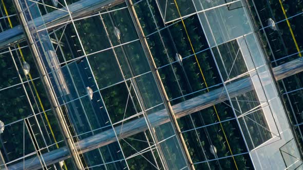 Aerial Top View of Venlo or Dutch Greenhouse Plant