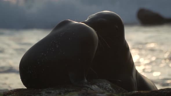 Baby sea lion and his mother with a beautiful sunset light