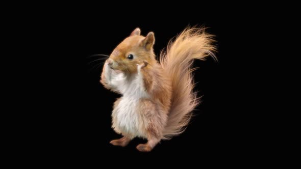 Squirrel Dancing HD