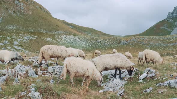 View of a Flock of Sheep Grazing in the Grass Near the Rocky Mountains