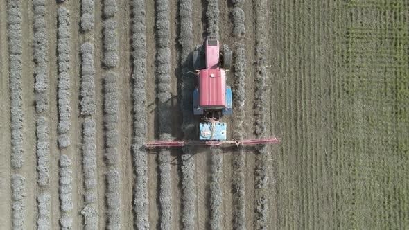 Aerial top down view of tractor spraying lavender field in springtime.