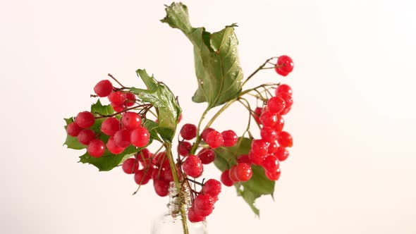 A Branch Of Ripe Viburnum Berries On A White Background Is Spinning On A Table. Red Berry