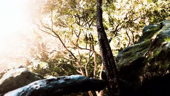 Green Tropical Forest with Rays of Light