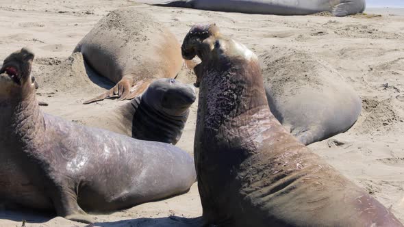 Elephant Seals on the central coast of California