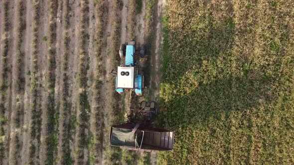 Aerial Drone View of a Tractor Harvesting Flowers in a Lavender Field