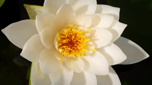 White lotus opens in the morning. Lotus blooming in the pond is surrounded by leaves 