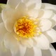 White lotus opens in the morning. Lotus blooming in the pond is surrounded by leaves  - VideoHive Item for Sale