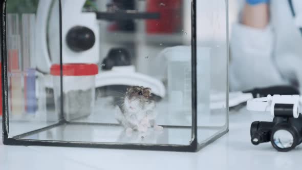 Lab Hamster in Glass Container on Working Table in Chemistry Laboratory