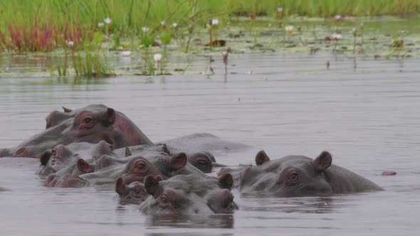 A Pod Of Hippopotamus Submerged In The Cold Lake Water At A Game Reserve In Botswana - Closeup Shot