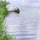 Funny samoyed dog swims in the river - VideoHive Item for Sale