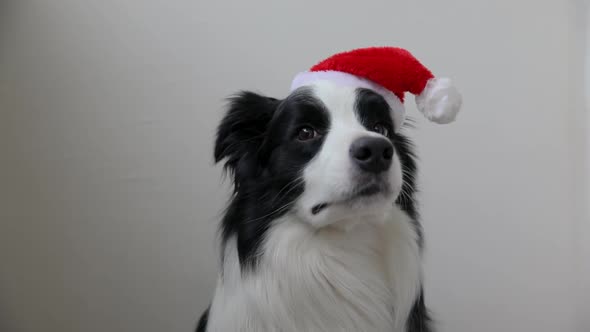 Funny Portrait of Cute Smiling Puppy Dog Border Collie Wearing Christmas Costume Red Santa Claus Hat