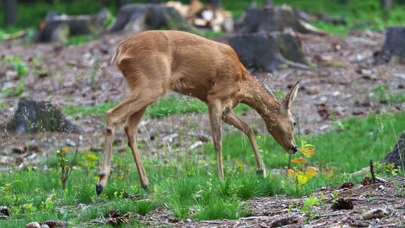 Roe deer in forest, Capreolus capreolus. Wild roe deer in nature.
