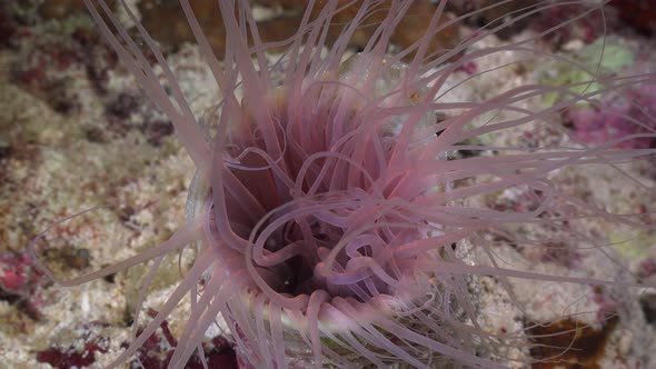 Pink sea anemone close up on coral reef at night