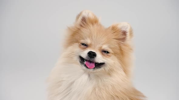 Portrait of a Dwarf Pomeranian with Expressive Bead Eyes and a Smile on Its Face