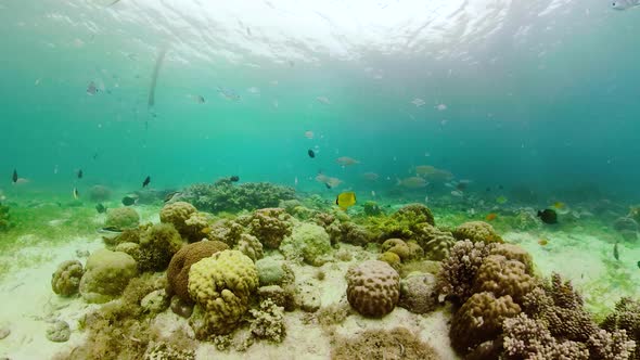 The Underwater World of a Coral Reef