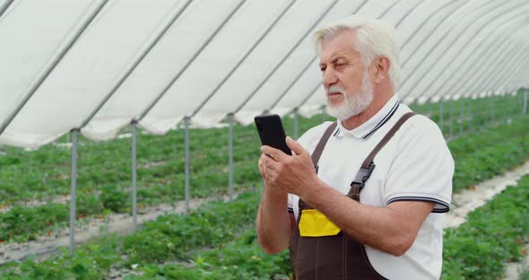 Farmer Using Cell Phone for Controlling Growth of Strawberry