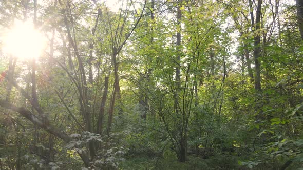 Autumn Forest with Trees By Day