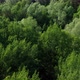 Aerial of Flying Over a Beautiful Green Forest in a Rural Landscape - VideoHive Item for Sale