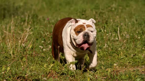 Young Female English Bulldog Lying Outdoors on the Ground in Spring and Breathing Hard