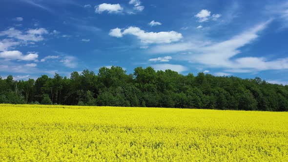 Yellow Rapeseed Field Panorama with Beautiul Sky Aerial View