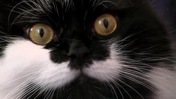 Black And White Cat Looks At Camera